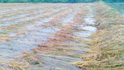 वर्षाले बागमती प्रदेशको धानबालीमा क्षति