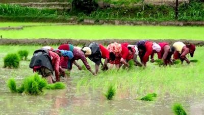 सुदूरपश्चिममा ४० प्रतिशत रोपाइँ सम्पन्न