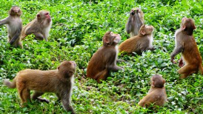 भिमसेनथापा ३ मा बाँदर आतङ्क, किसानलाई हिउँदे बालीनाली जोगाउनै हम्मे