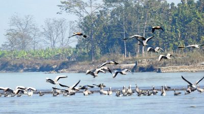 भएन रारामा चरा गणना