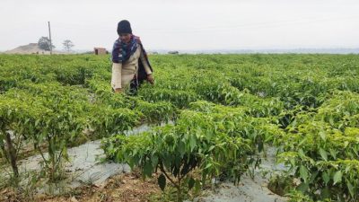 खुर्सानी खेतीबाट लाखौँको आम्दानी